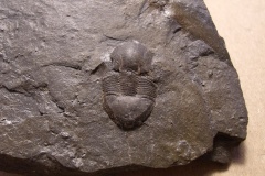 trilobit Dysplanus wahlenbergianus, (lok.Levín)