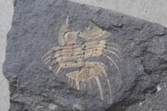 rozplavený trilobit Odontopleura ovata ?, ( motolské souvrství, lok.Loděnice )