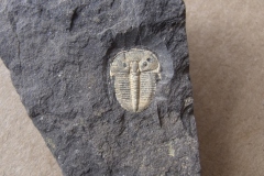 trilobit Aulacopleura konincki, ( motolské souvrství, lok. Loděnice )