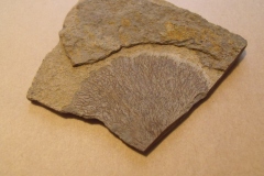 dendroidní graptolit Callograptus sp., (kopaninské souvrství, lok. lom Kosov,  Beroun )