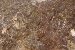 trilobit Kettneraspis propinqua ?, p/n, ( motolské souvrství, lok. Loděnice )