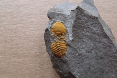 3) trilobit