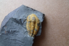 2) trilobit