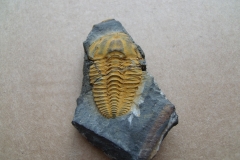 1) trilobit